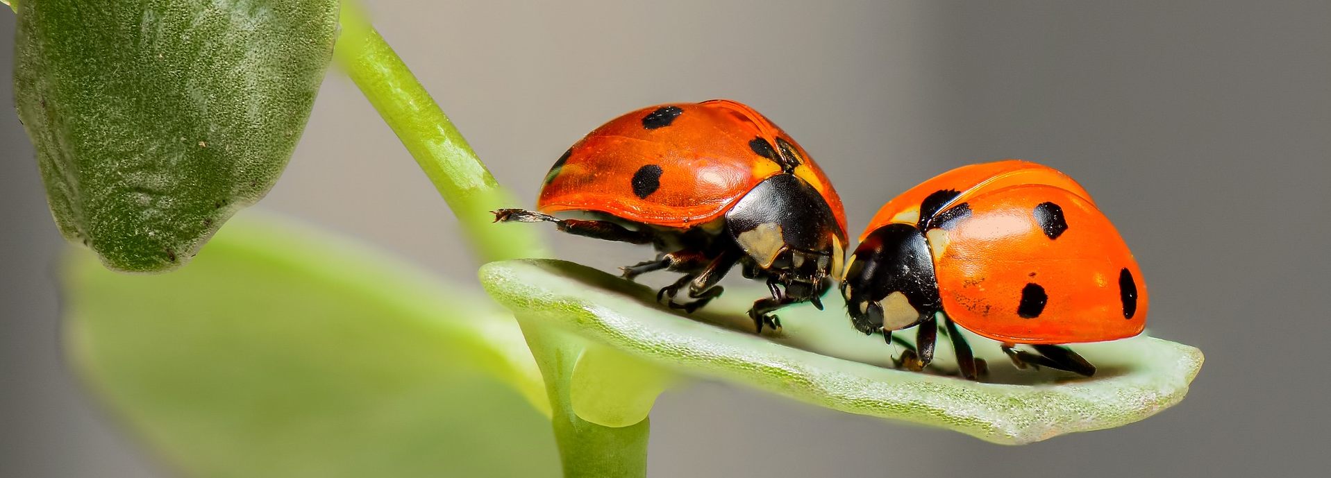 2 Marienkäfer auf einen Blatt