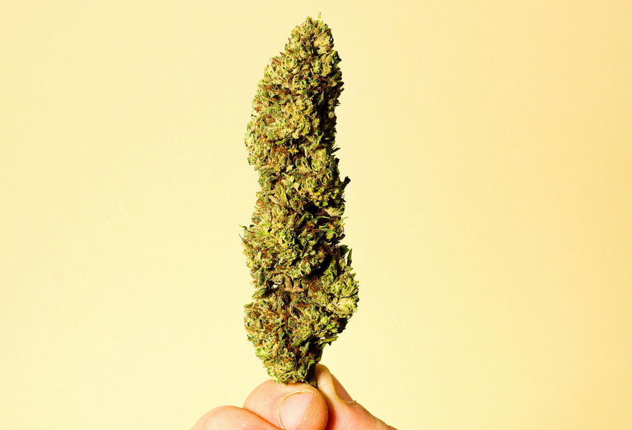 Eine aufrechte Cannabisknolle